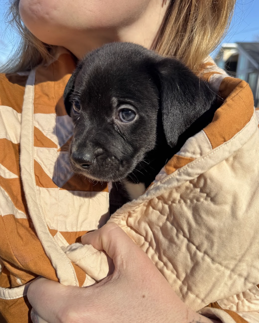 Screenshot 2026-02-13 at 4.34.06 PM.png