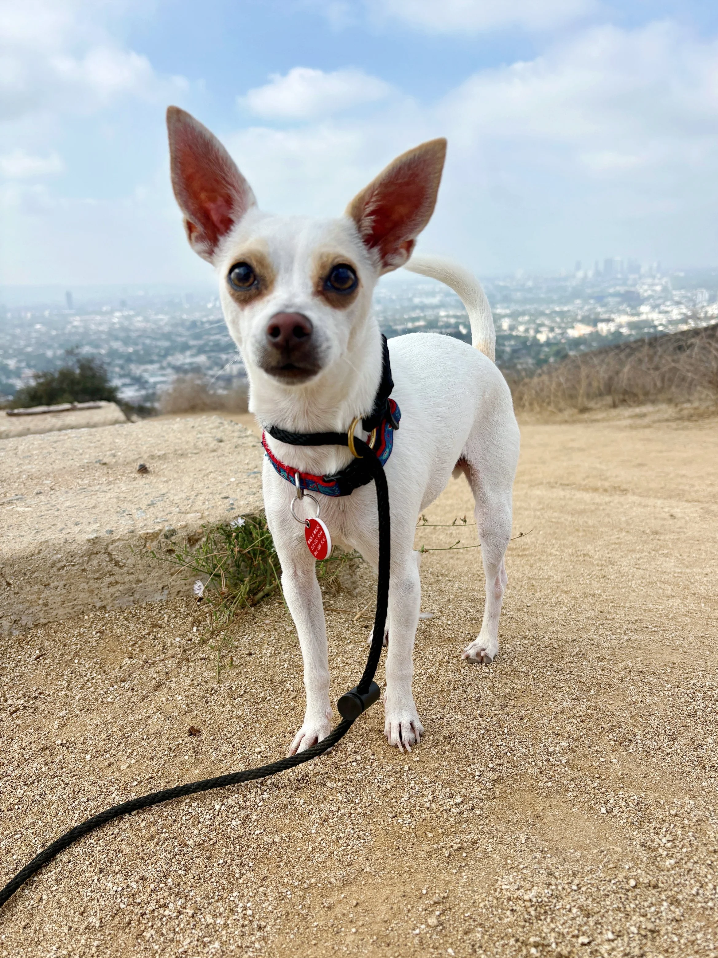 Chihuahua