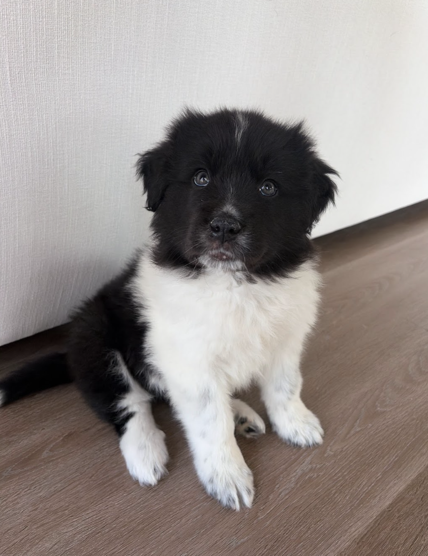 Screenshot 2026-04-13 at 2.43.00 PM.png