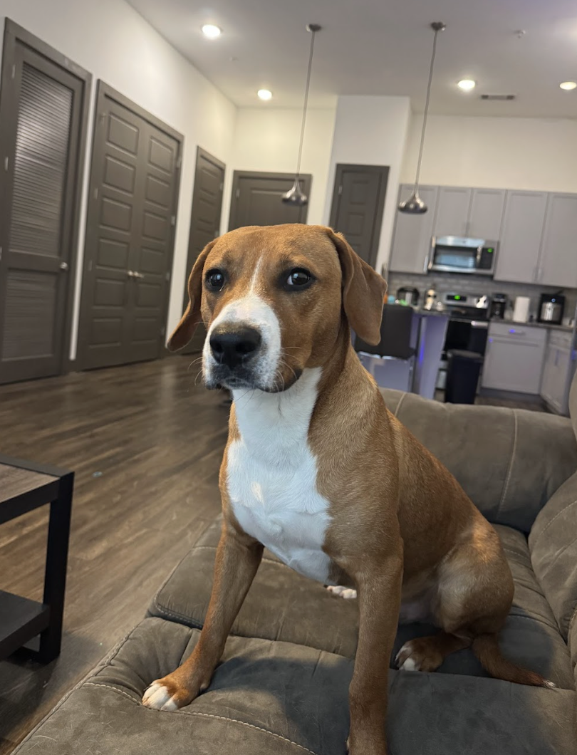 Screenshot 2026-03-20 at 4.11.11 PM.png