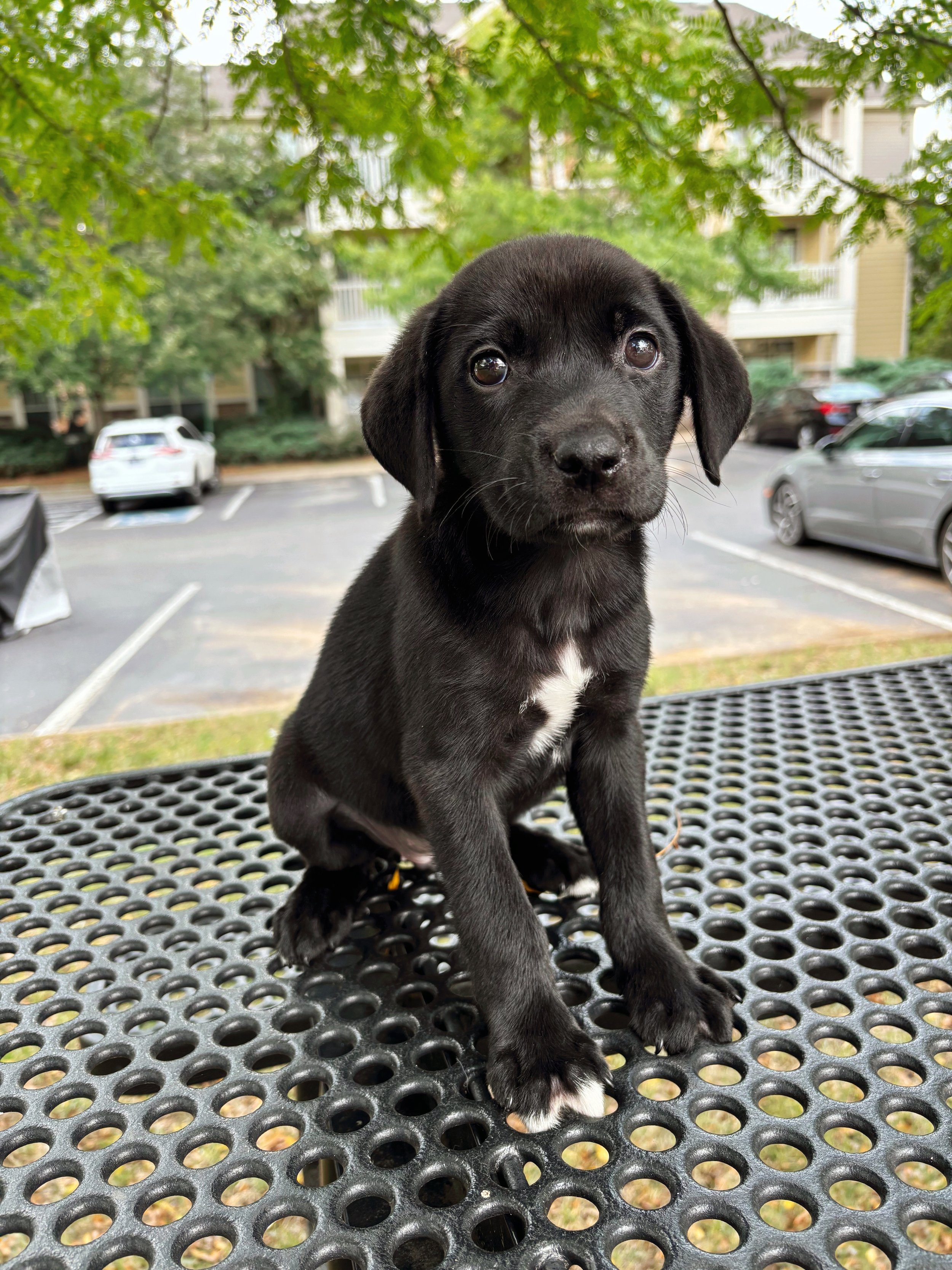 Maui, the Vacation Litter