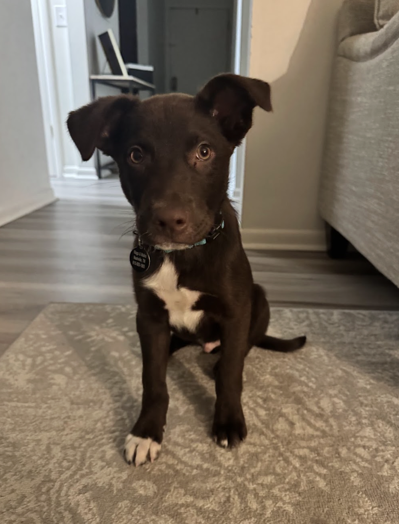 Screenshot 2026-02-20 at 4.00.01 PM.png