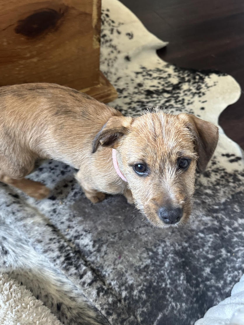 Screenshot 2026-02-13 at 4.47.06 PM.png