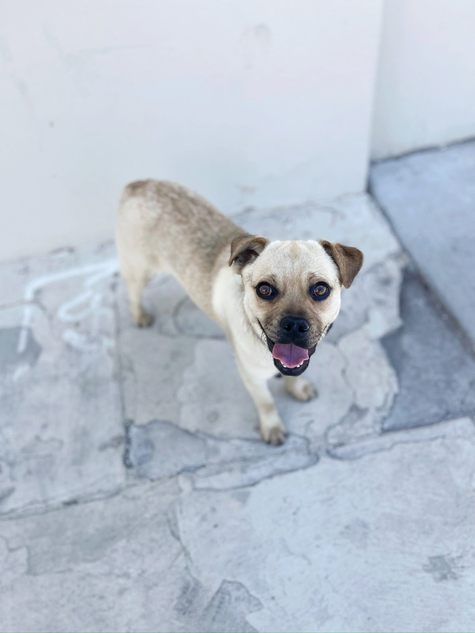 Churro