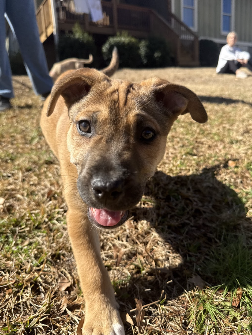 Screenshot 2026-02-20 at 4.08.42 PM.png