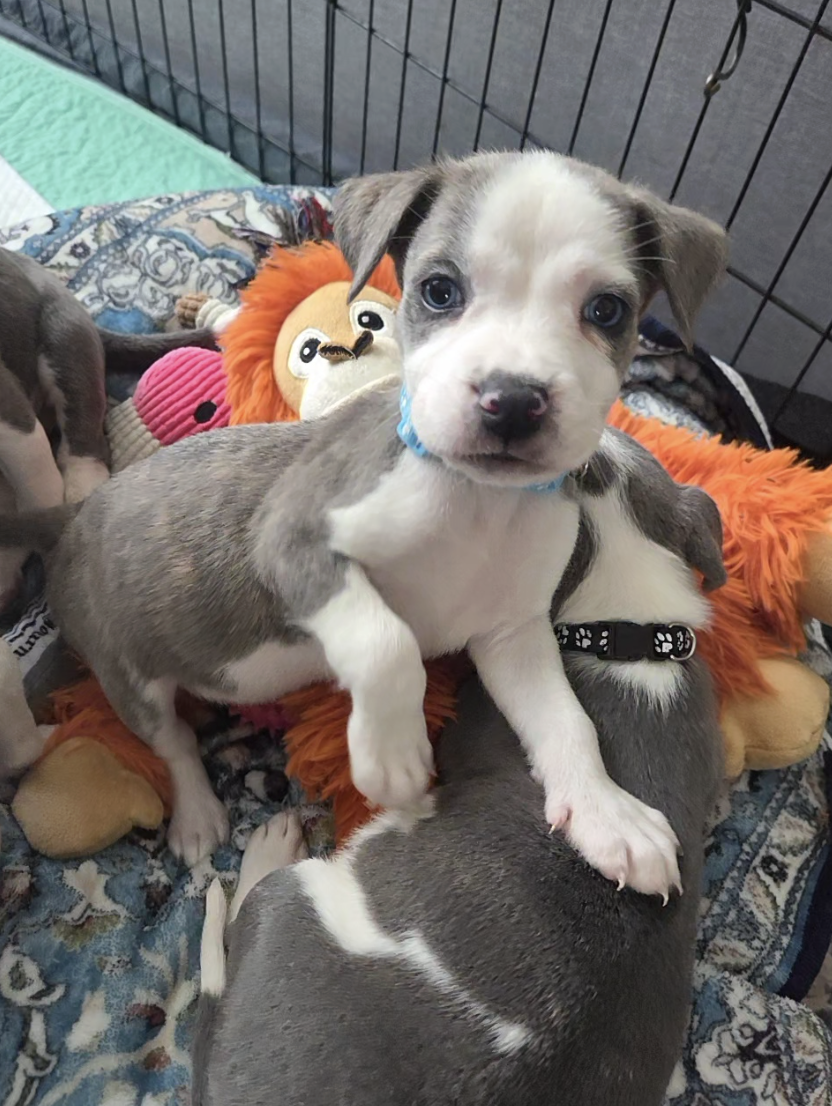 Screenshot 2026-04-23 at 2.19.22 PM.png