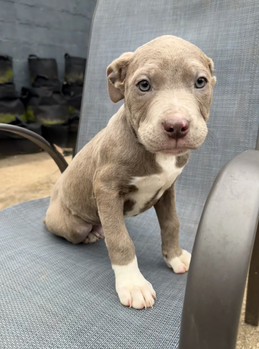 Screenshot 2026-02-06 at 12.02.10 PM.png