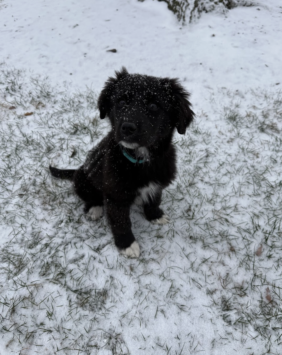 Screenshot 2026-01-26 at 12.34.03 PM.png