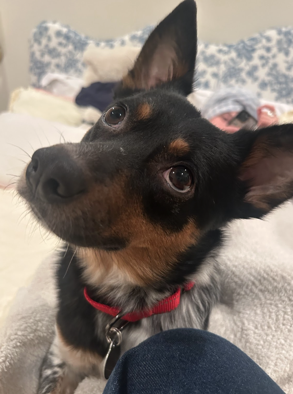 Screenshot 2026-01-25 at 10.16.05 AM.png