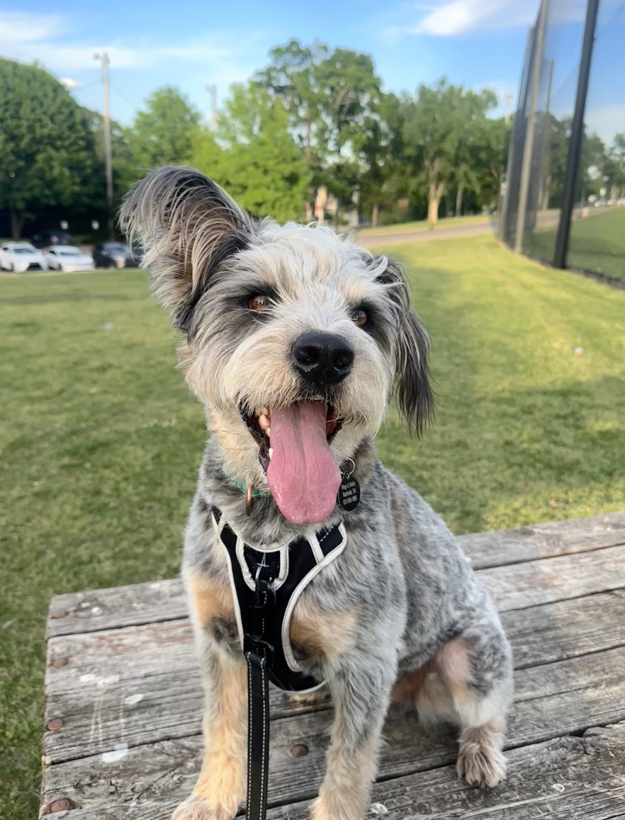 Bluey