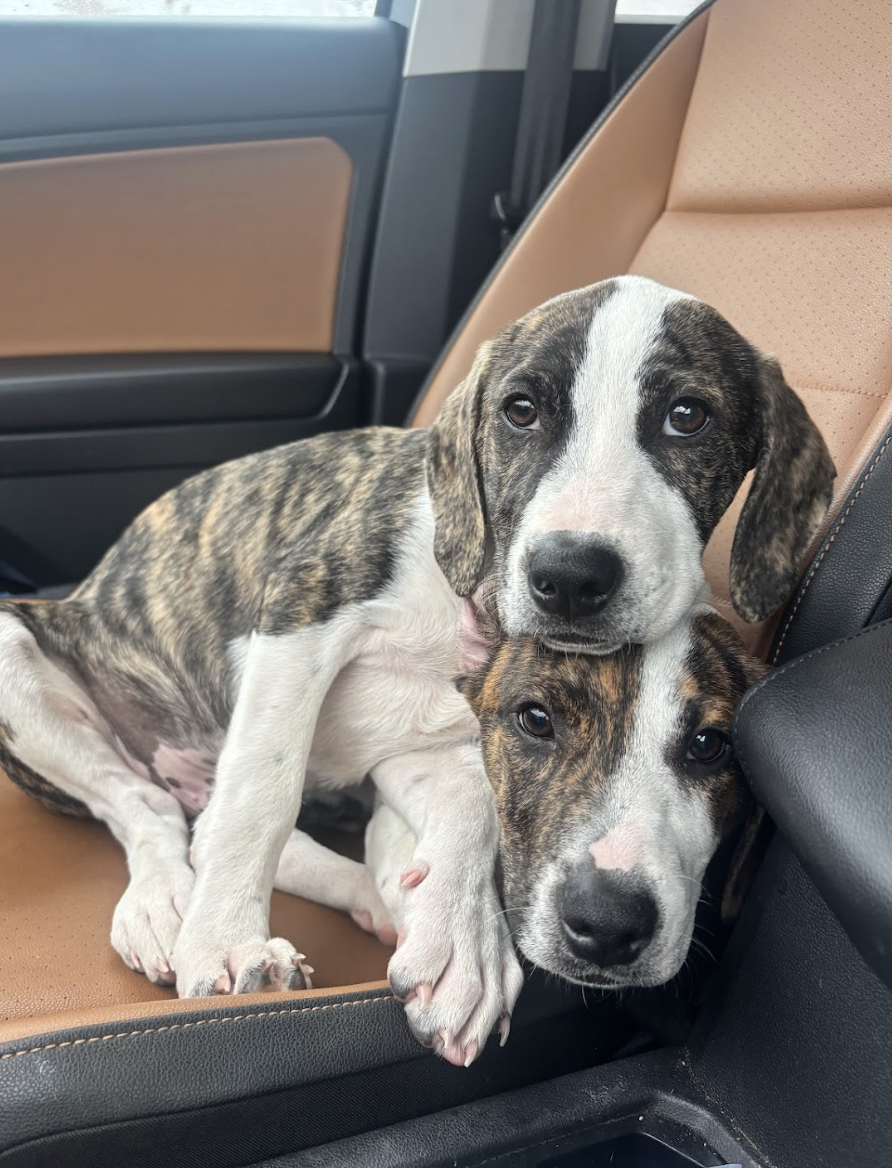 Screenshot 2026-01-14 at 9.17.47 PM.png