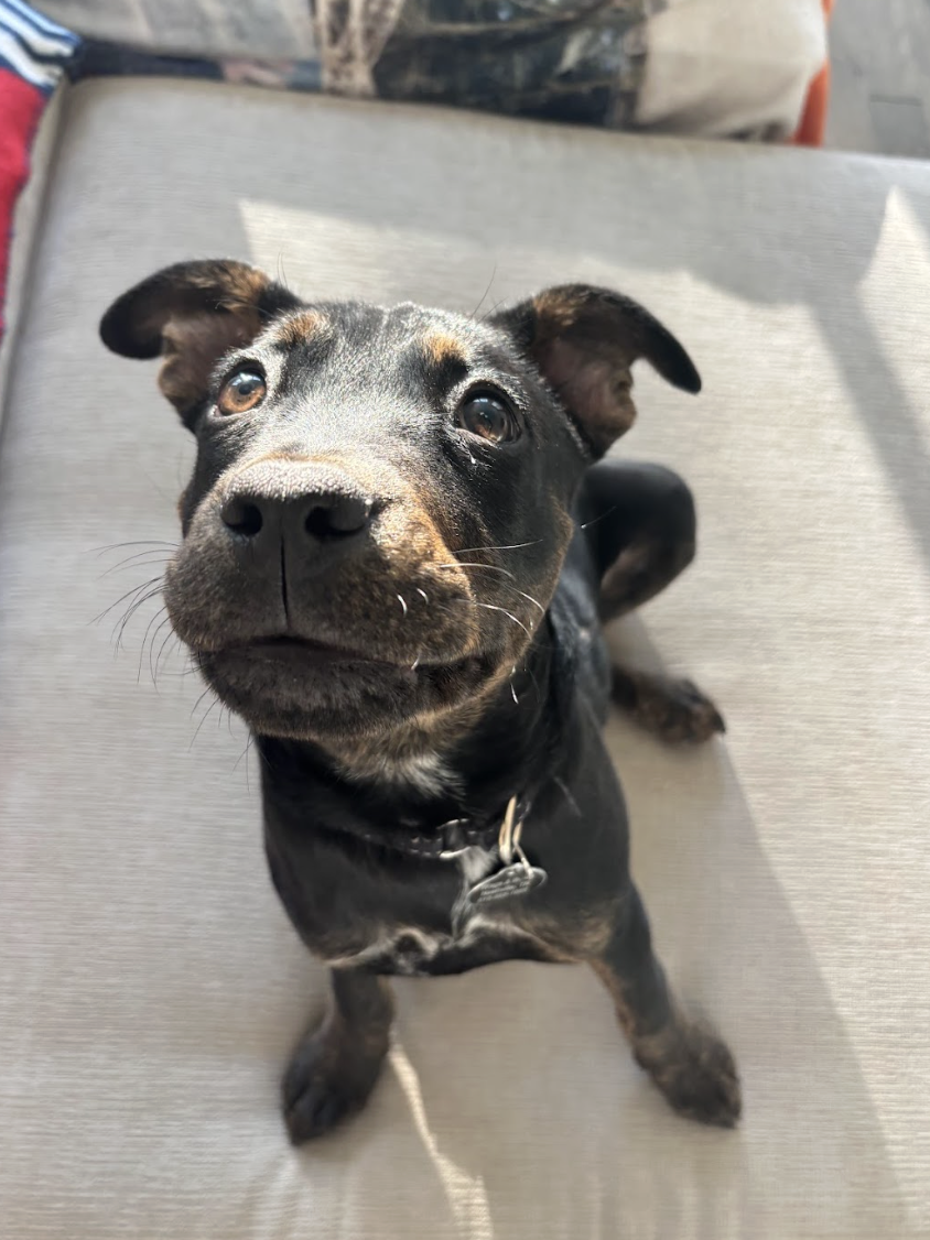 Screenshot 2026-04-03 at 1.09.47 PM.png