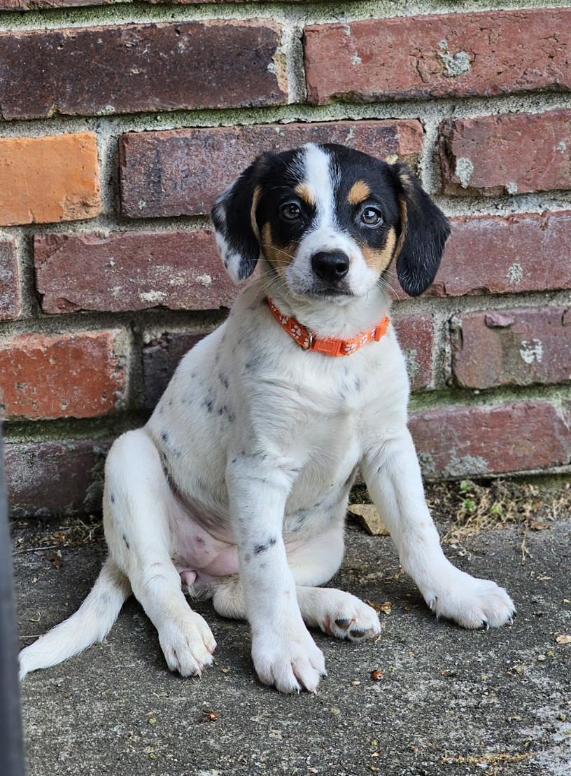 Screenshot 2026-04-03 at 1.02.03 PM.png