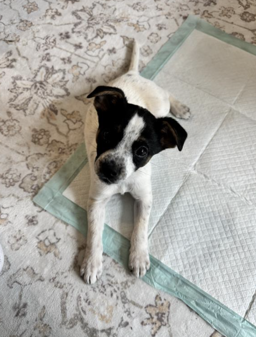 Screenshot 2026-02-17 at 3.53.28 PM.png