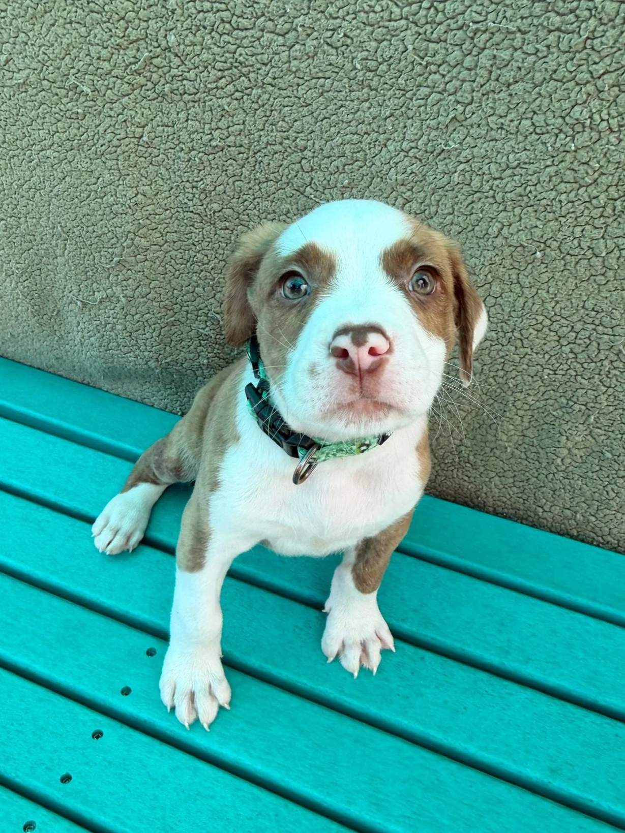 Cadbury