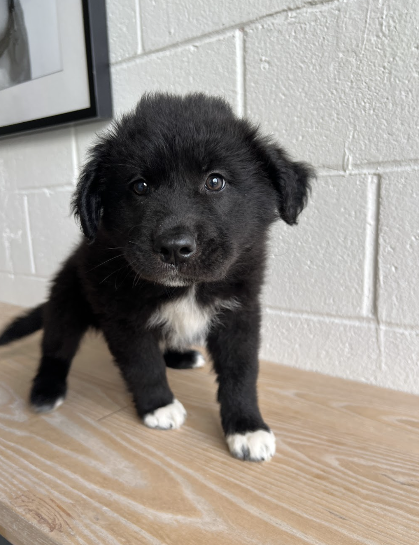 Screenshot 2026-04-16 at 4.09.48 PM.png