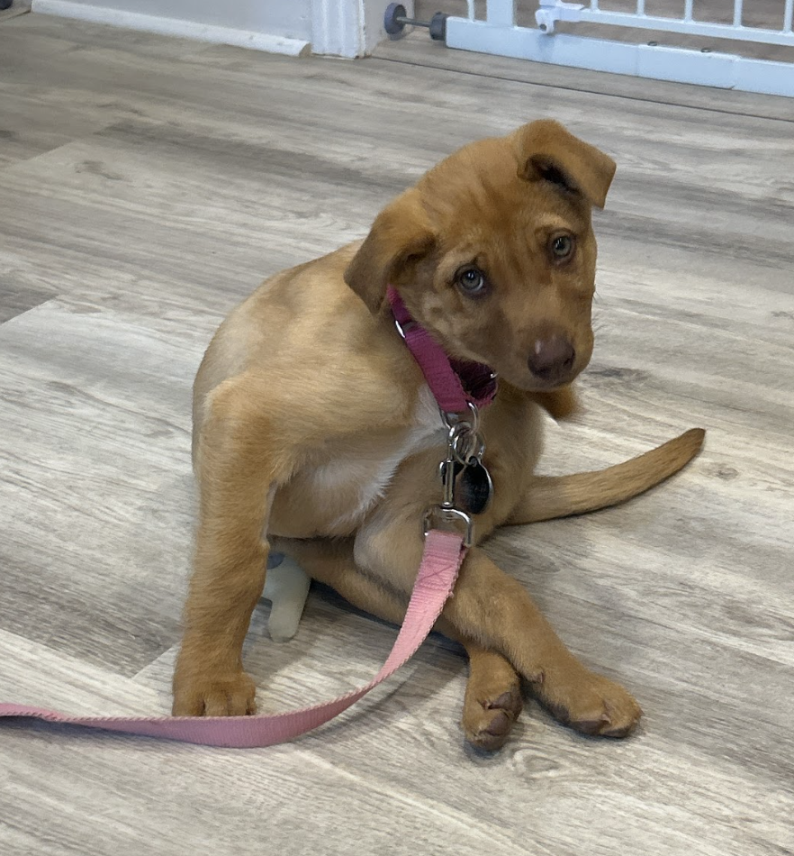 Screenshot 2026-02-07 at 8.15.57 AM.png