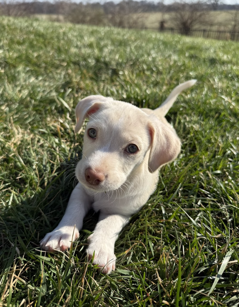 Screenshot 2026-03-10 at 8.55.51 PM.png