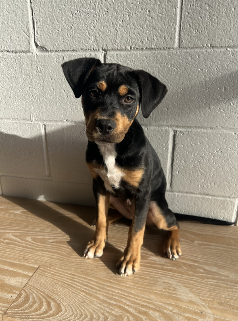 Screenshot 2026-02-12 at 5.06.54 PM.png