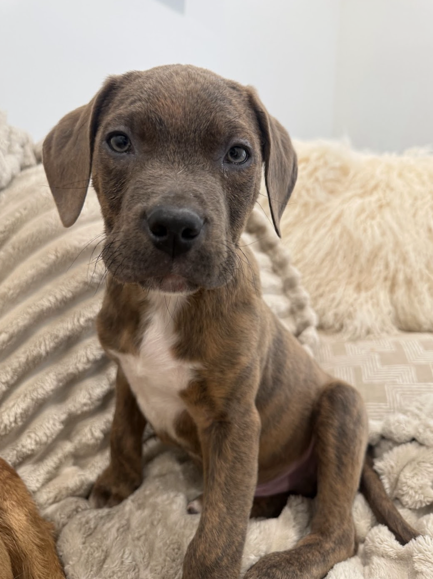 Screenshot 2026-02-06 at 12.08.54 PM.png