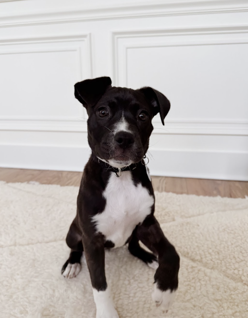 Screenshot 2026-04-03 at 1.22.11 PM.png