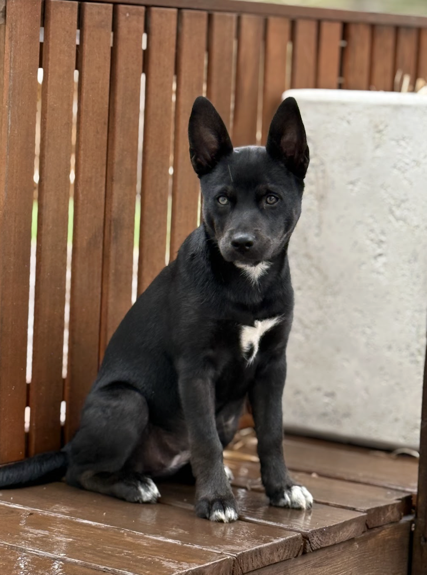 Screenshot 2026-03-12 at 3.33.22 PM.png