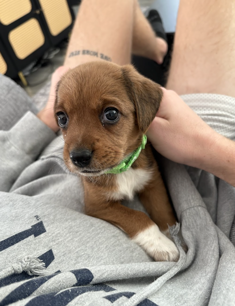 Screenshot 2026-02-21 at 4.44.47 PM.png