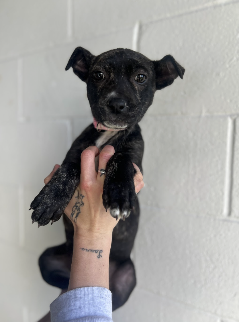 Screenshot 2026-02-20 at 1.57.25 PM.png