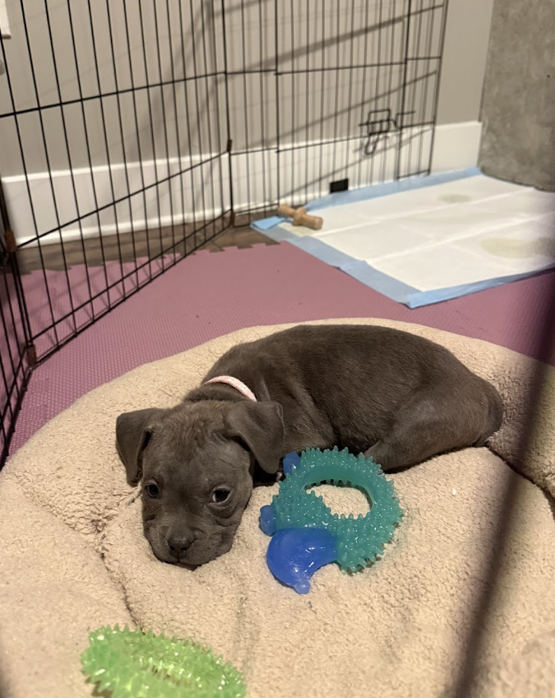 Screenshot 2026-02-17 at 4.00.19 PM.png