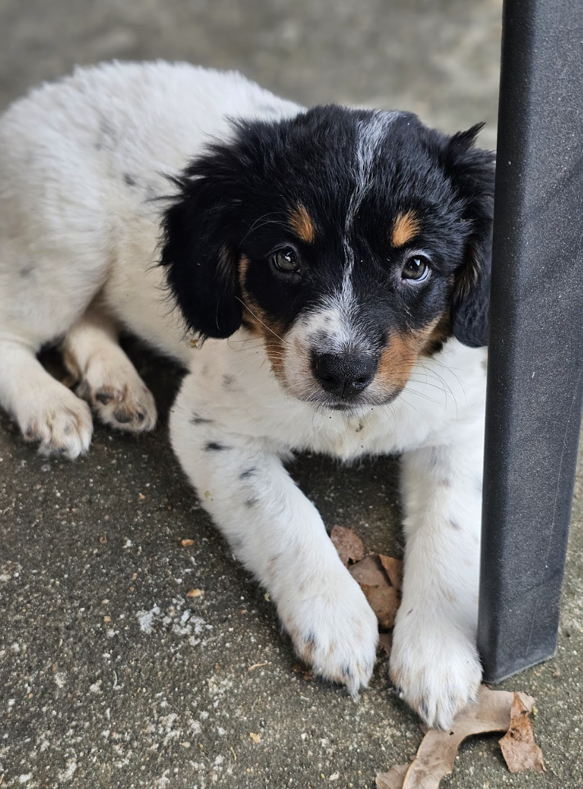 Screenshot 2026-04-03 at 1.01.22 PM.png