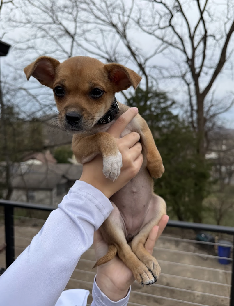 Screenshot 2026-02-26 at 12.52.16 PM.png