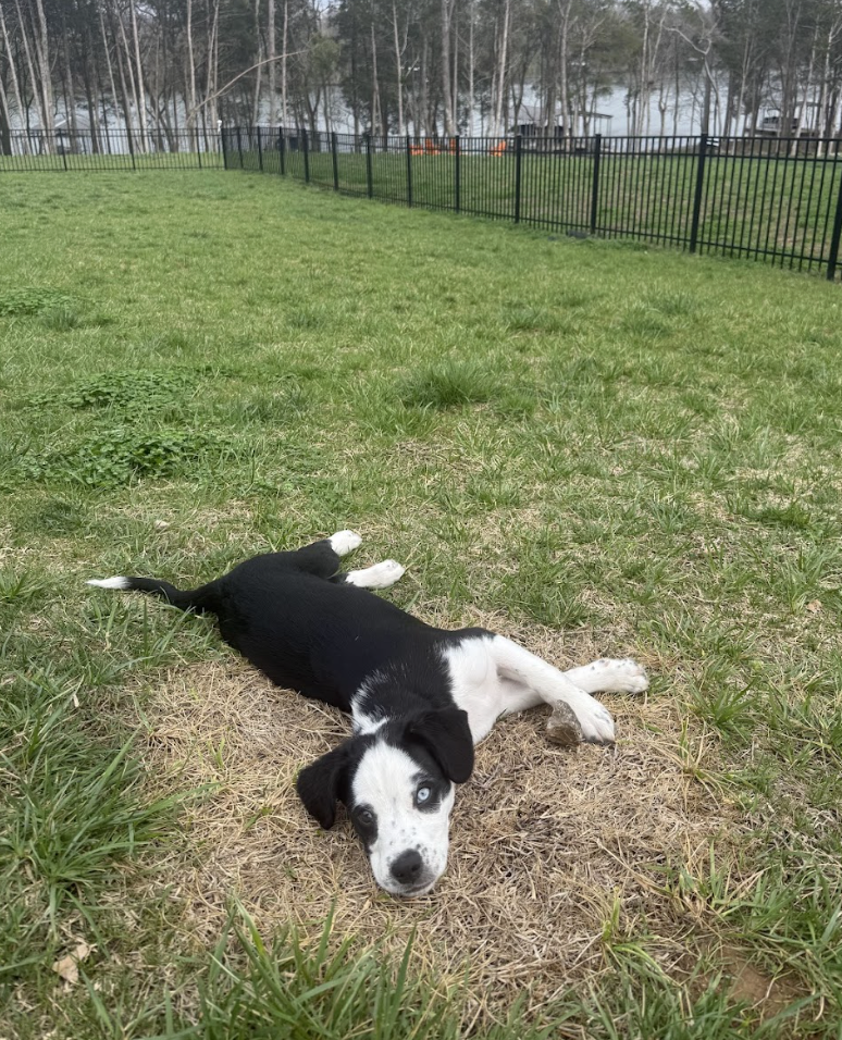 Screenshot 2026-04-03 at 1.42.01 PM.png