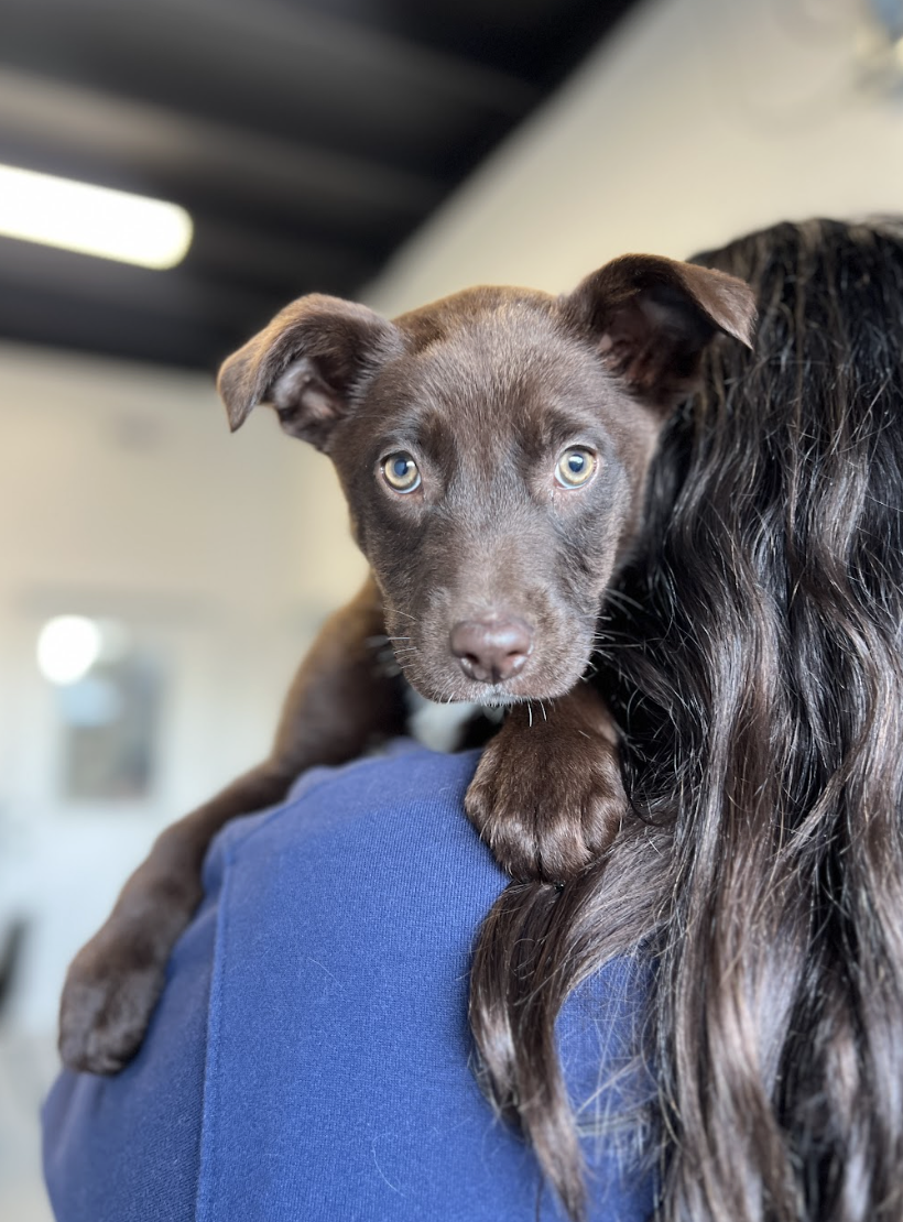 Screenshot 2026-02-05 at 1.55.21 PM.png