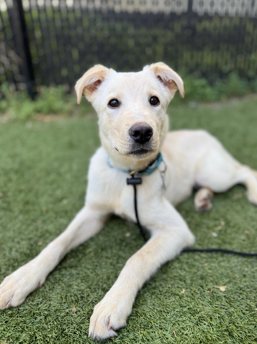 Screenshot 2026-04-08 at 4.05.27 PM.png