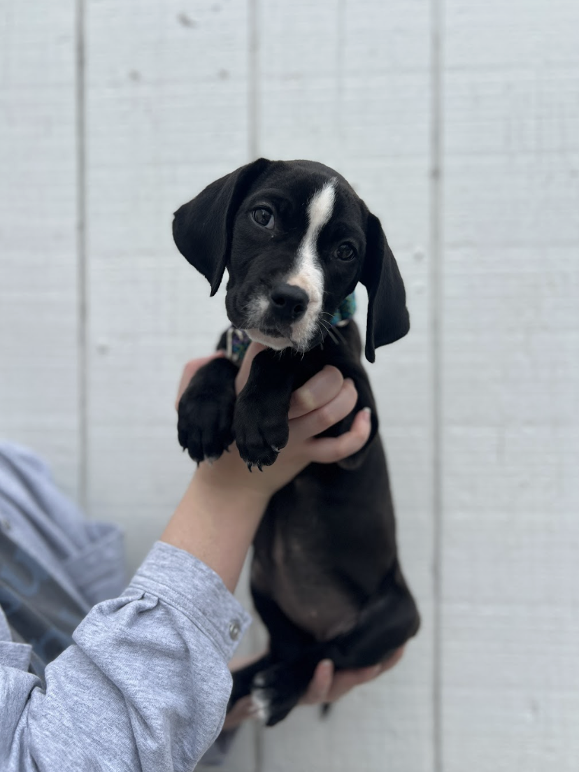 Screenshot 2026-02-20 at 2.13.19 PM.png