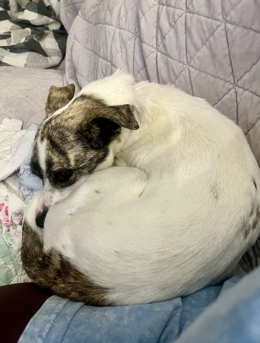 Screenshot 2026-04-22 at 3.25.03 PM.png