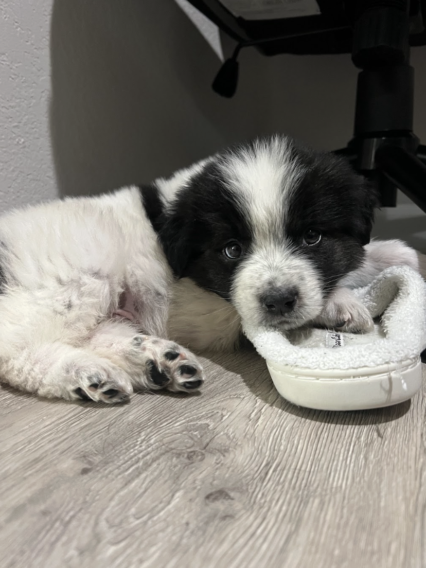 Screenshot 2026-04-13 at 2.44.02 PM.png