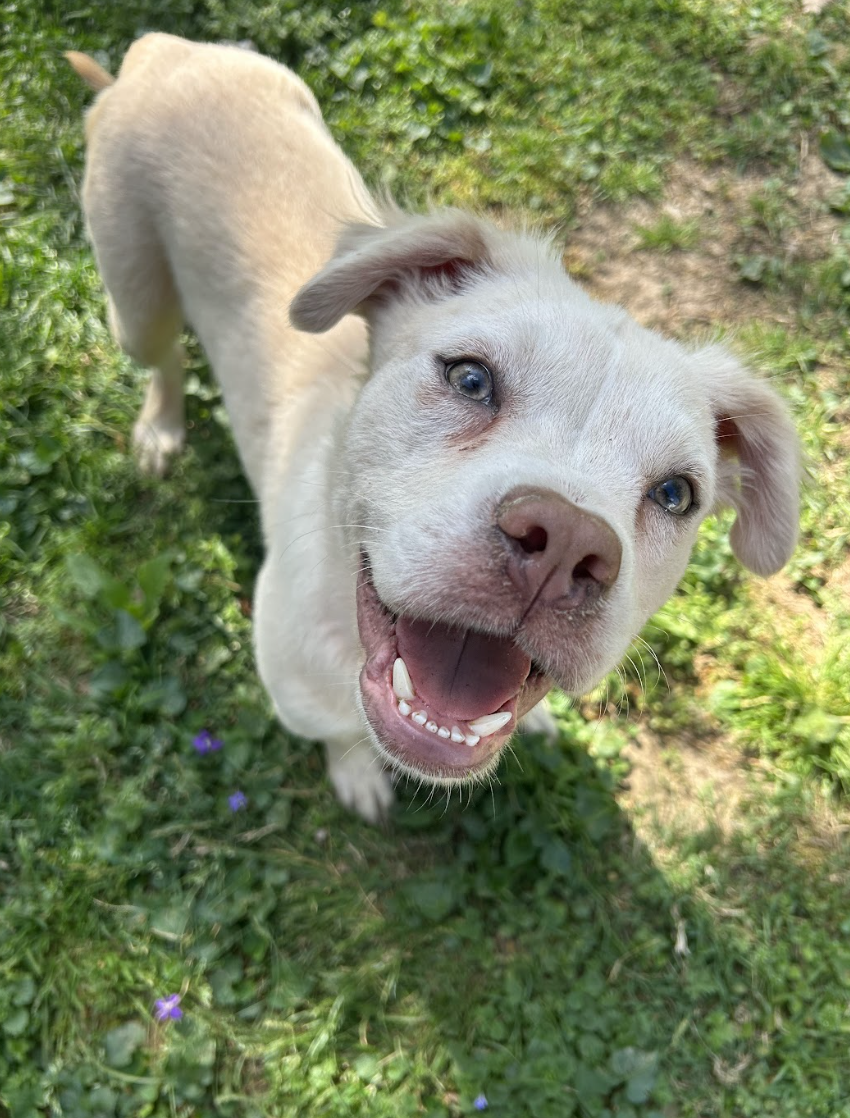 Screenshot 2026-04-08 at 3.37.44 PM.png