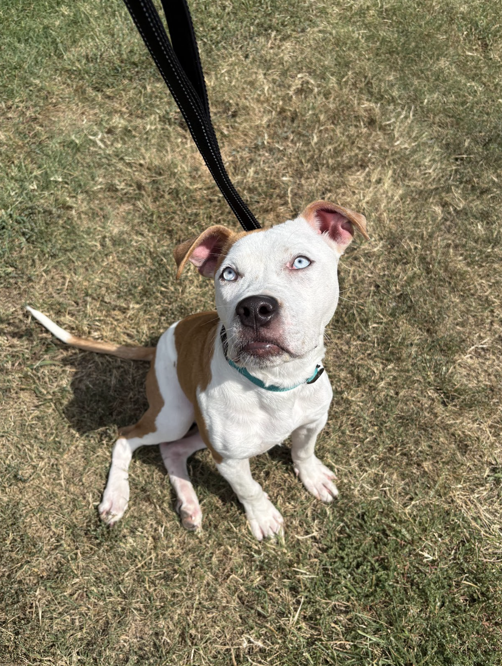 Screenshot 2025-10-16 at 5.00.57 PM.png