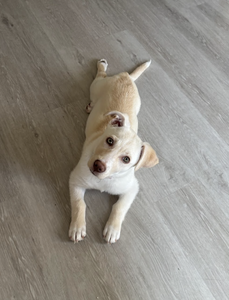 Screenshot 2026-04-03 at 2.39.33 PM.png