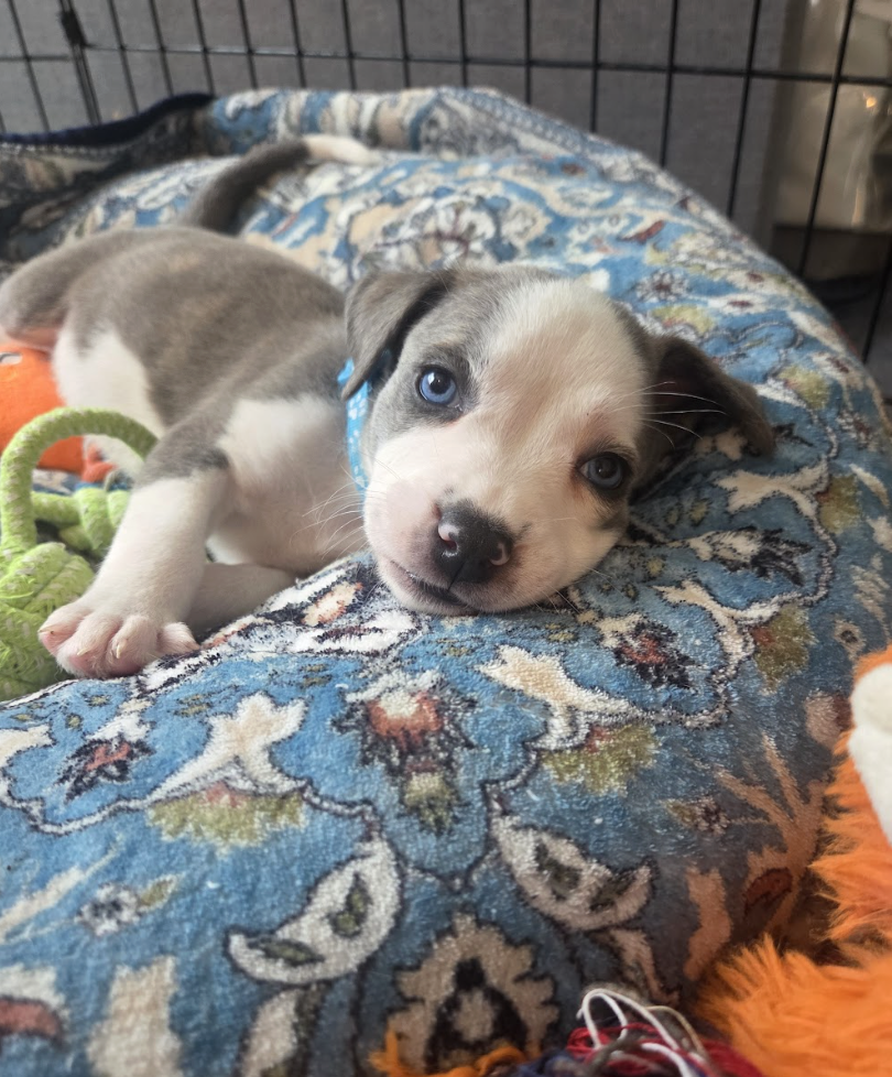 Screenshot 2026-04-23 at 2.19.15 PM.png