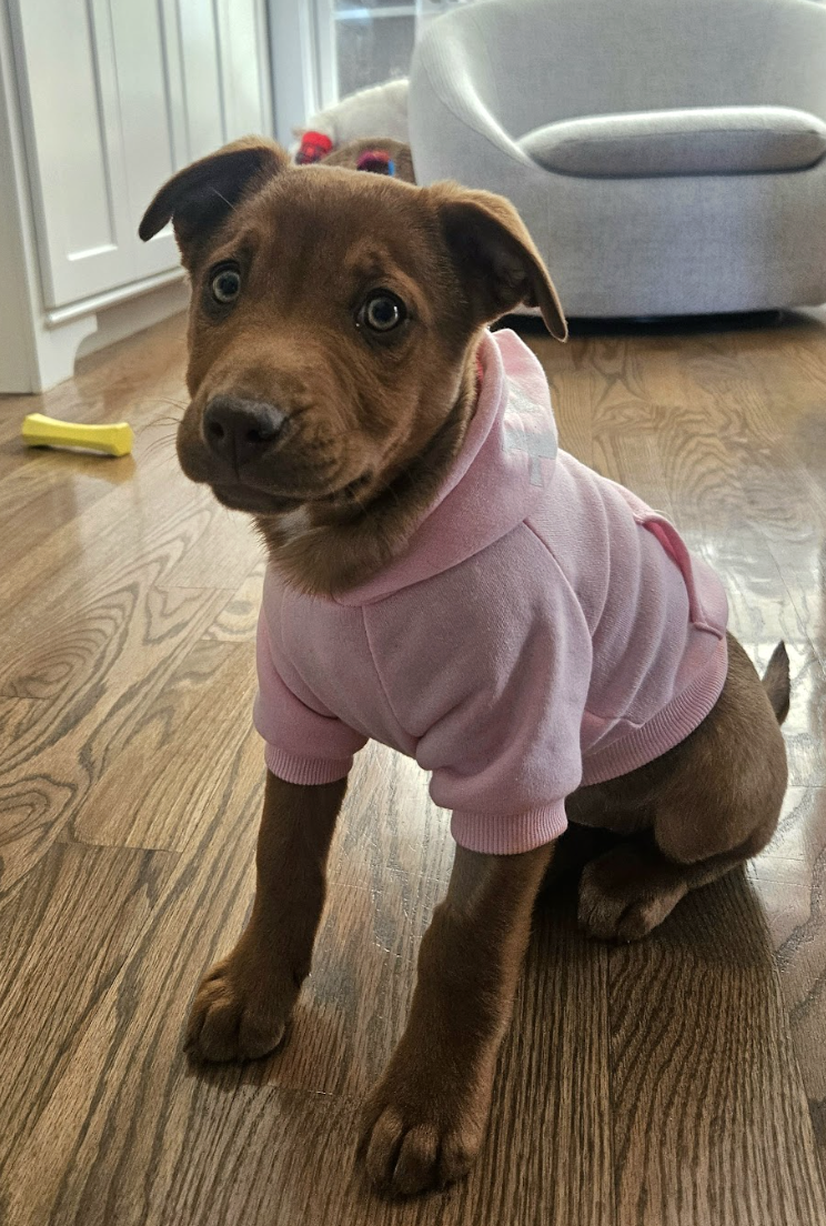 Screenshot 2026-02-12 at 4.50.40 PM.png