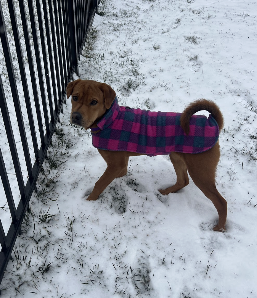 Screenshot 2026-01-25 at 10.10.49 AM.png