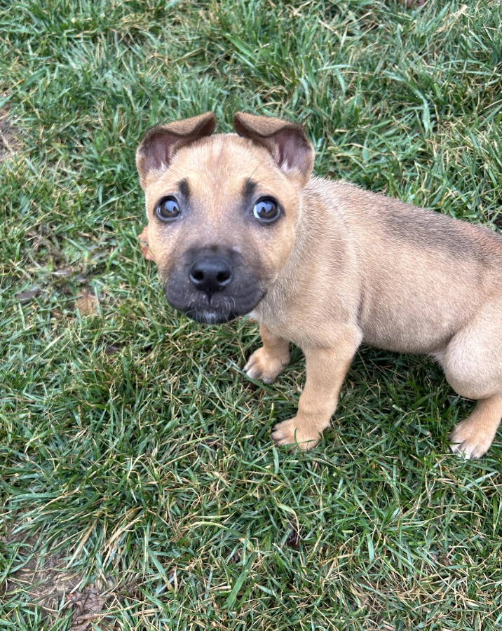 Screenshot 2026-02-17 at 4.02.11 PM.png