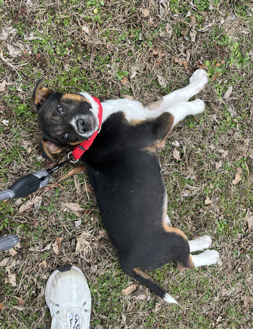 Screenshot 2026-02-27 at 12.53.41 PM.png