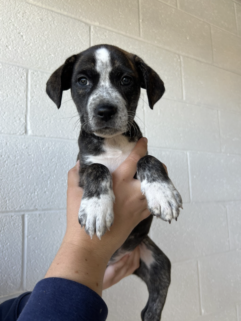 Screenshot 2026-04-01 at 6.03.57 PM.png