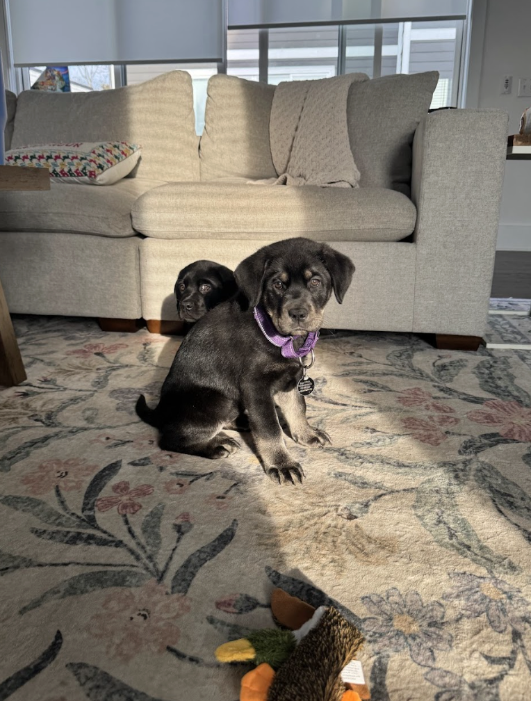 Screenshot 2026-02-24 at 1.00.17 PM.png