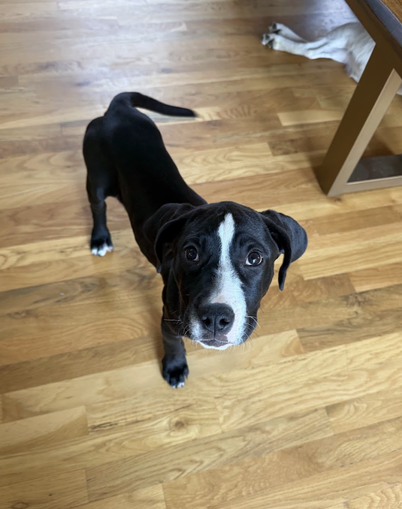 Screenshot 2026-04-03 at 1.12.05 PM.png