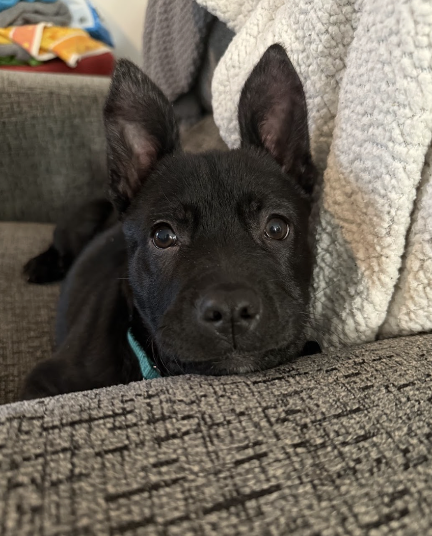 Screenshot 2026-04-03 at 1.51.09 PM.png