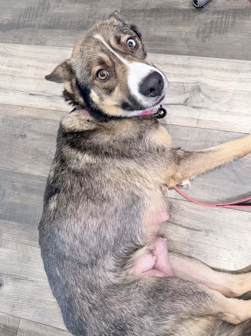 Screenshot 2026-04-10 at 4.20.26 PM.png